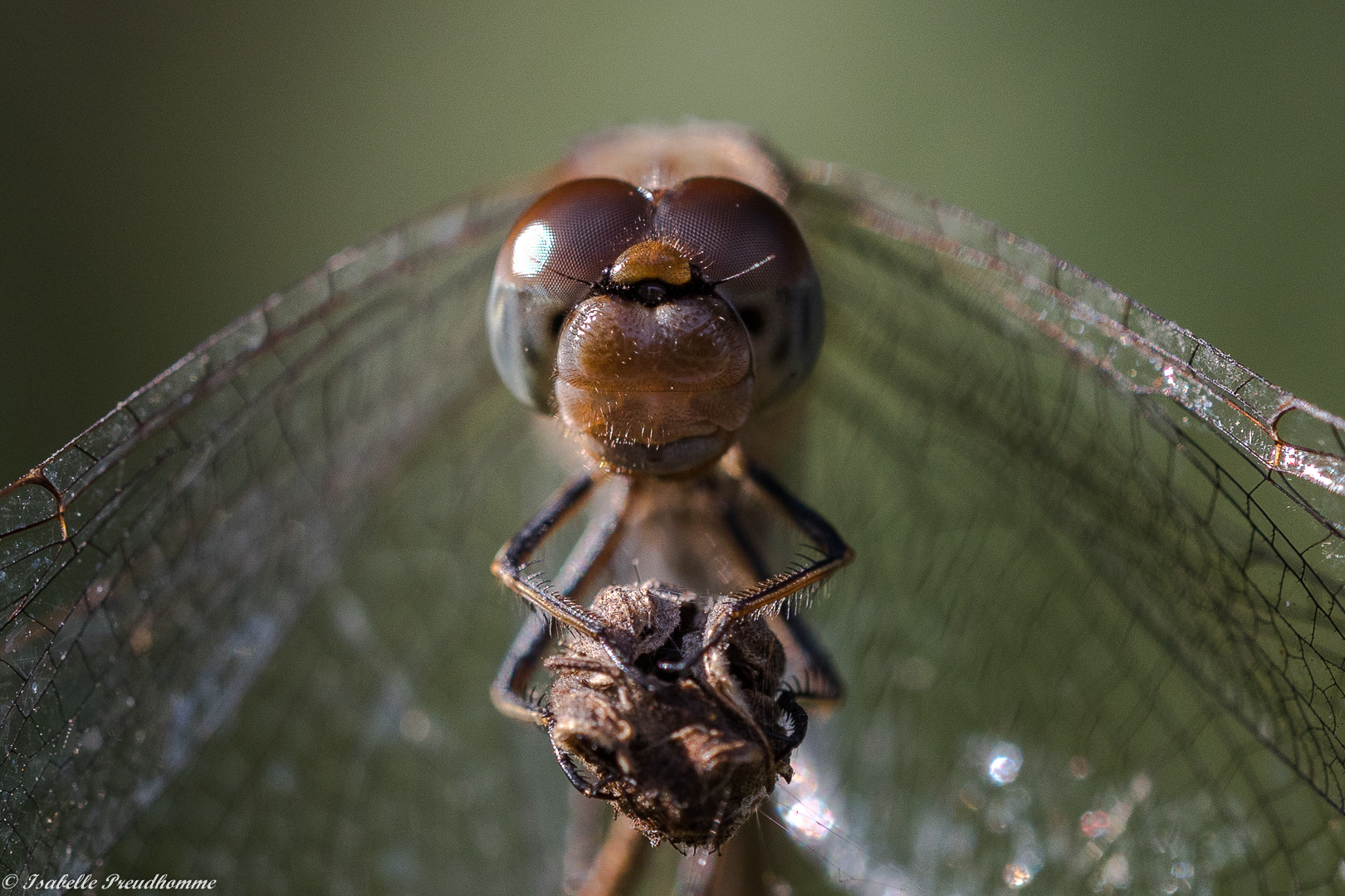 Sigma 150mm f/2.8 EX DG OS HSM APO Macro sample photo. Libellule - dragonfly photography