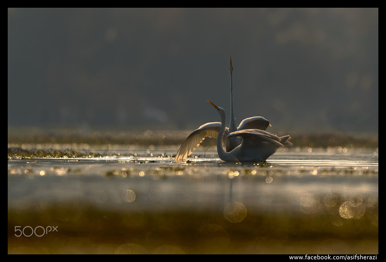 Nikon AF-S Nikkor 600mm F4E FL ED VR sample photo. Beauty of the nature photography