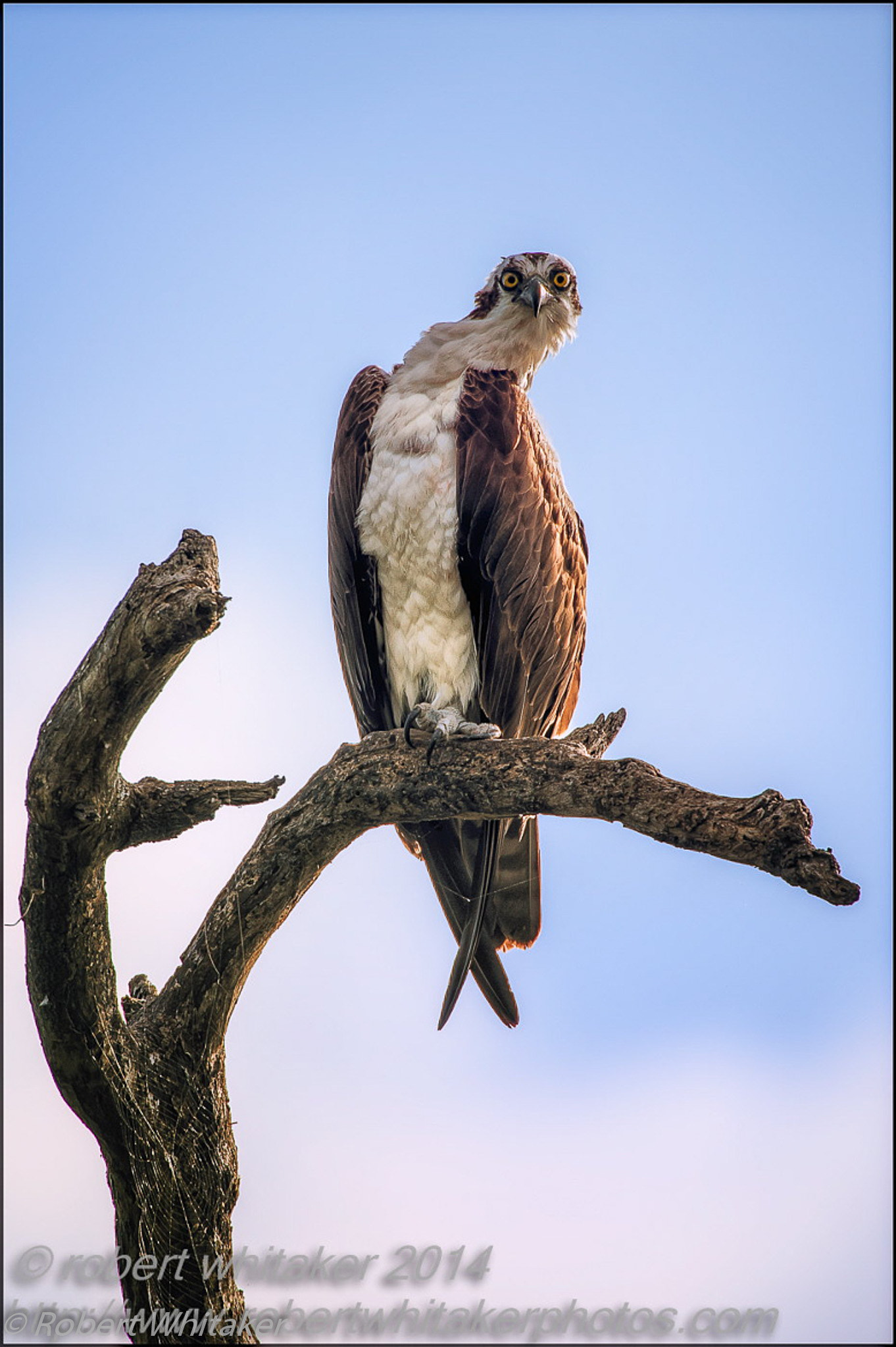 Nikon D700 sample photo. Wildlife are very good at adapting to their enviroment... he needs to find a new branch. photography