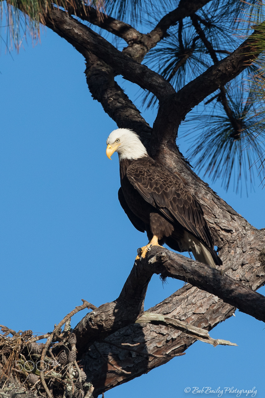 Canon EF 500mm F4L IS USM sample photo. Checking out the nest photography