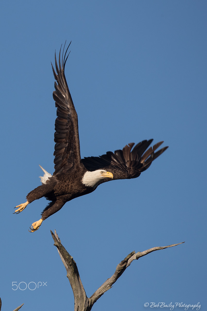 Canon EF 500mm F4L IS USM sample photo. Bald eagle takes flight photography