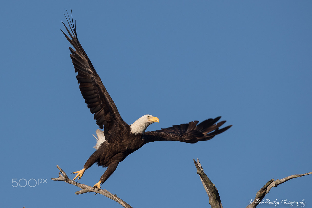 Canon EOS-1D X Mark II + Canon EF 500mm F4L IS USM sample photo. Bald eagle about to take flight photography