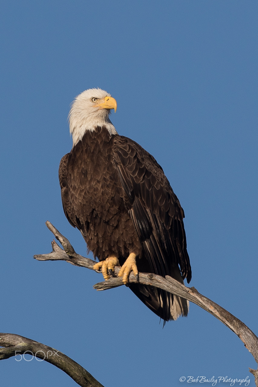 Canon EF 500mm F4L IS USM sample photo. Bald eagle on snag photography