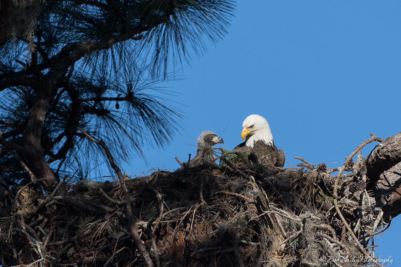 Canon EOS-1D X Mark II + Canon EF 500mm F4L IS USM sample photo. Bald eagle with eaglet photography
