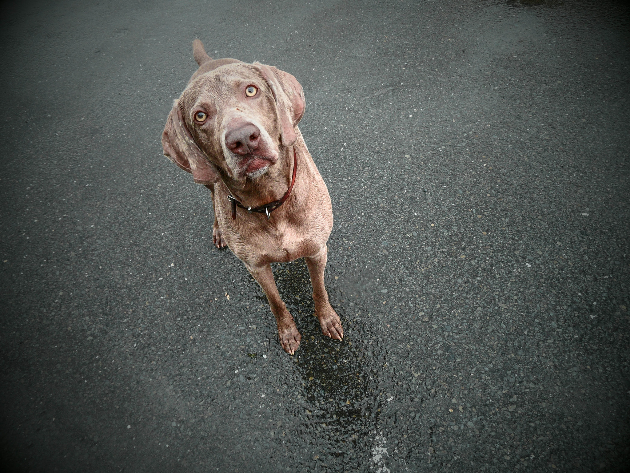 Samsung WB600 / VLUU WB600 /  WB610 sample photo. Dog in the rain photography