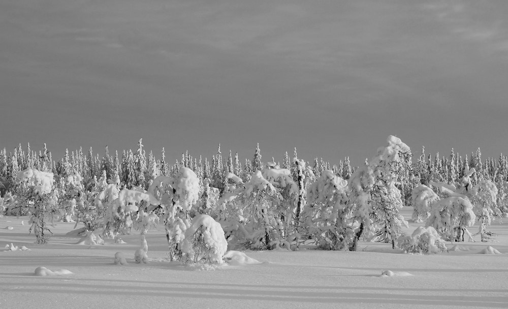 Panasonic Lumix DMC-GM5 sample photo. Trees in snow photography