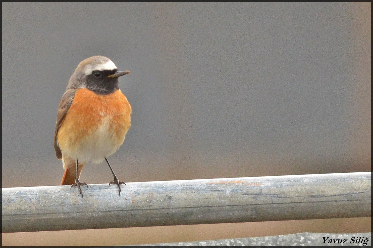 Sigma 150-500mm F5-6.3 DG OS HSM sample photo. Kızılgerdan photography