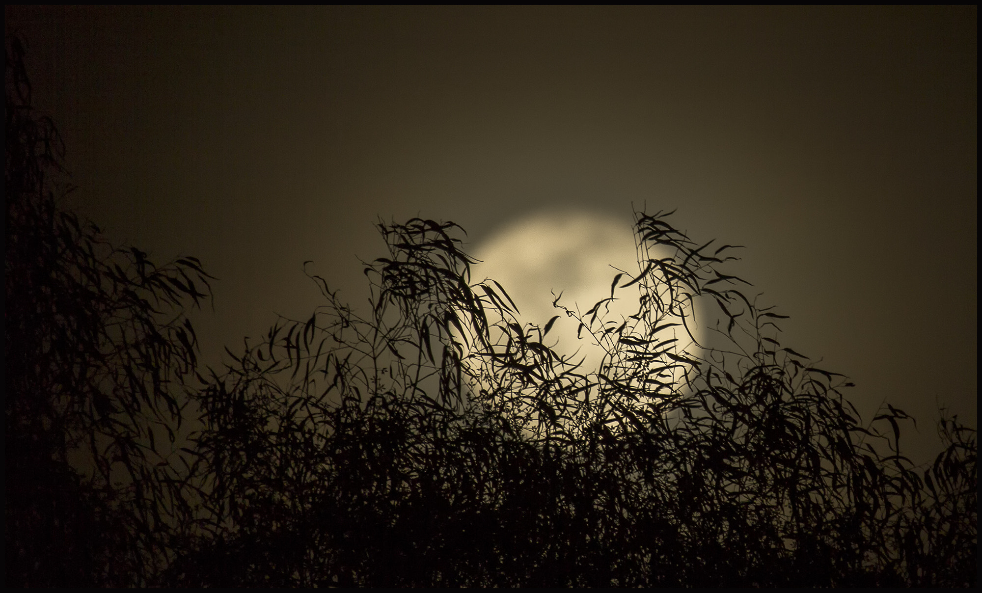 Canon EF 100-400mm F4.5-5.6L IS USM sample photo. Timid moon - luna timida photography