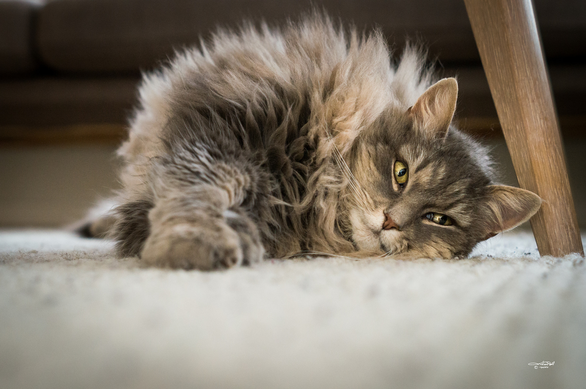 Sony SLT-A57 + Sony DT 50mm F1.8 SAM sample photo. My home. after a long period with another family,  ... photography
