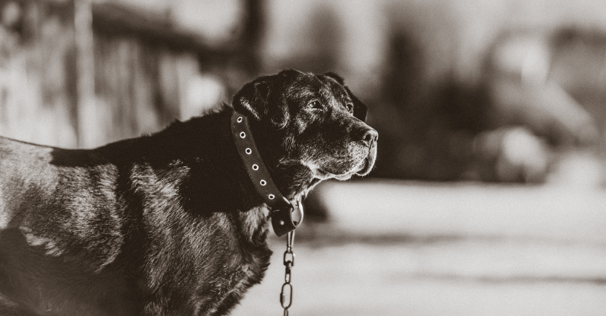 A Series Lens sample photo. Dog photography