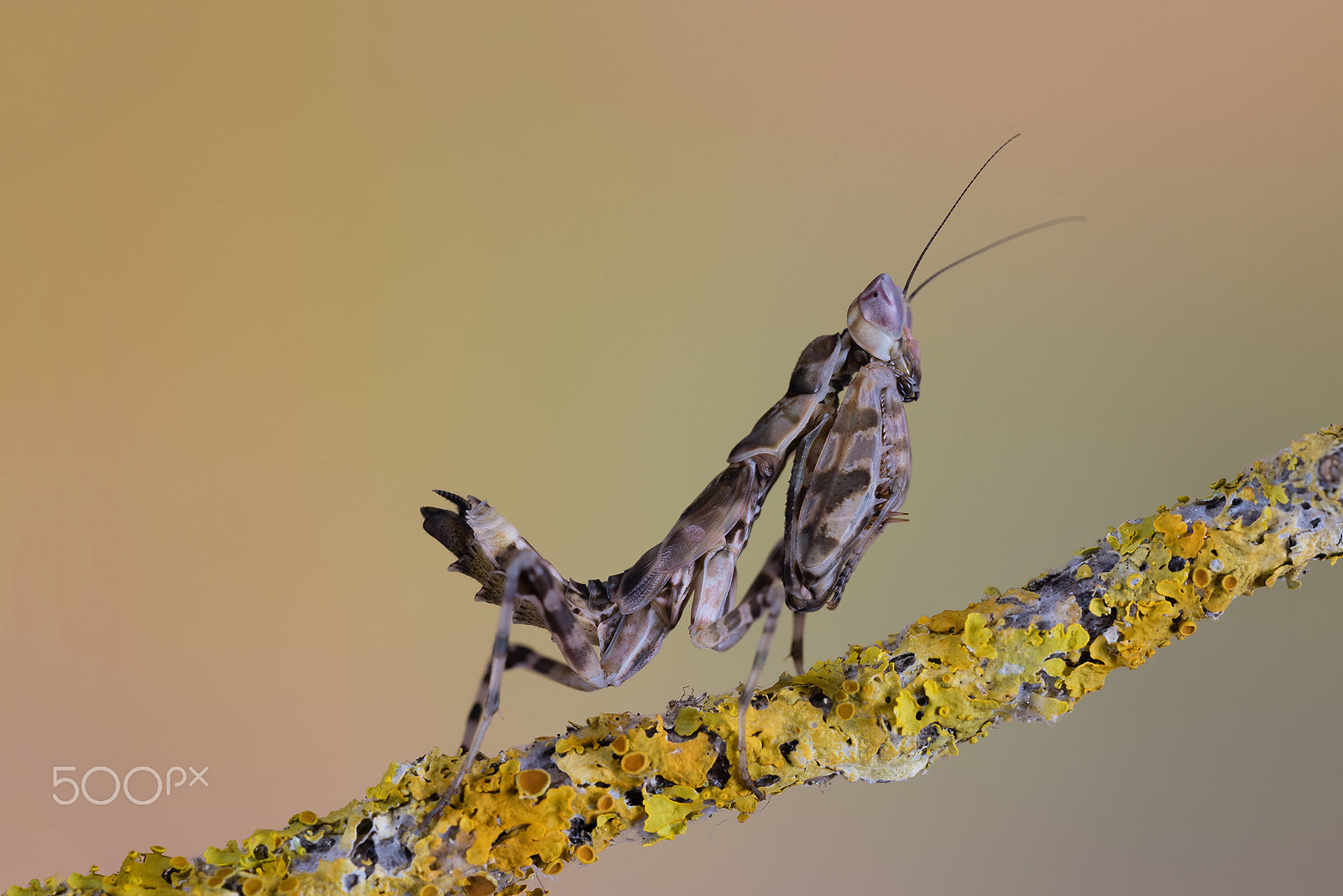 Sigma 150mm F2.8 EX DG OS Macro HSM sample photo. Creobroter gemmatus photography