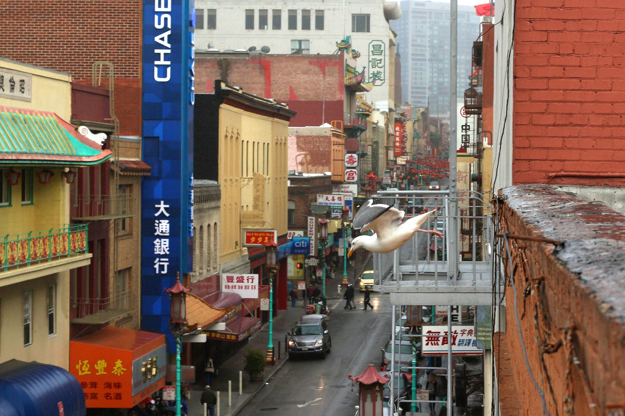 Canon EOS 100D (EOS Rebel SL1 / EOS Kiss X7) + Canon EF 40mm F2.8 STM sample photo. China town gull photography