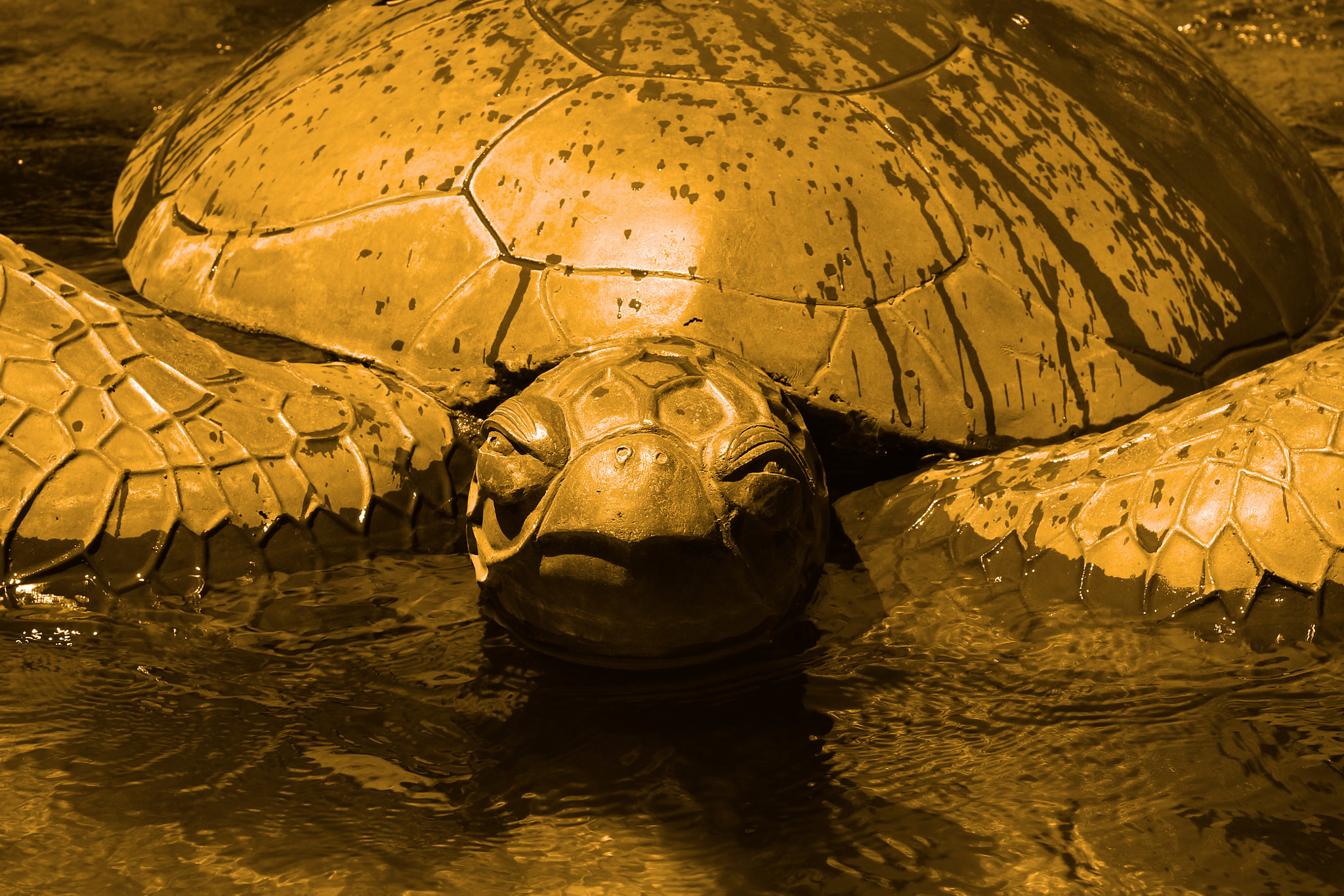 Canon EOS 100D (EOS Rebel SL1 / EOS Kiss X7) + Canon EF 40mm F2.8 STM sample photo. Ruth asawa's turtle photography