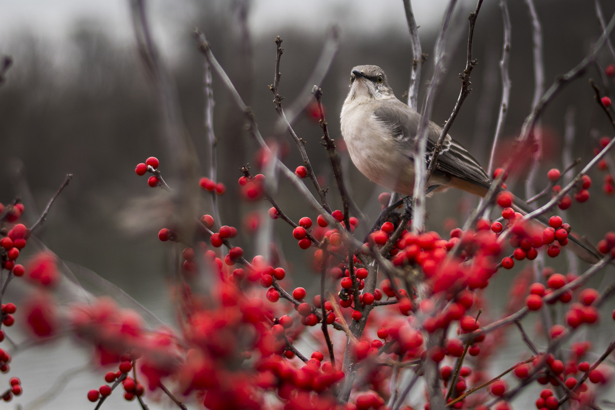 Canon EF 50mm F1.8 II sample photo. Listen to the mockingbird photography