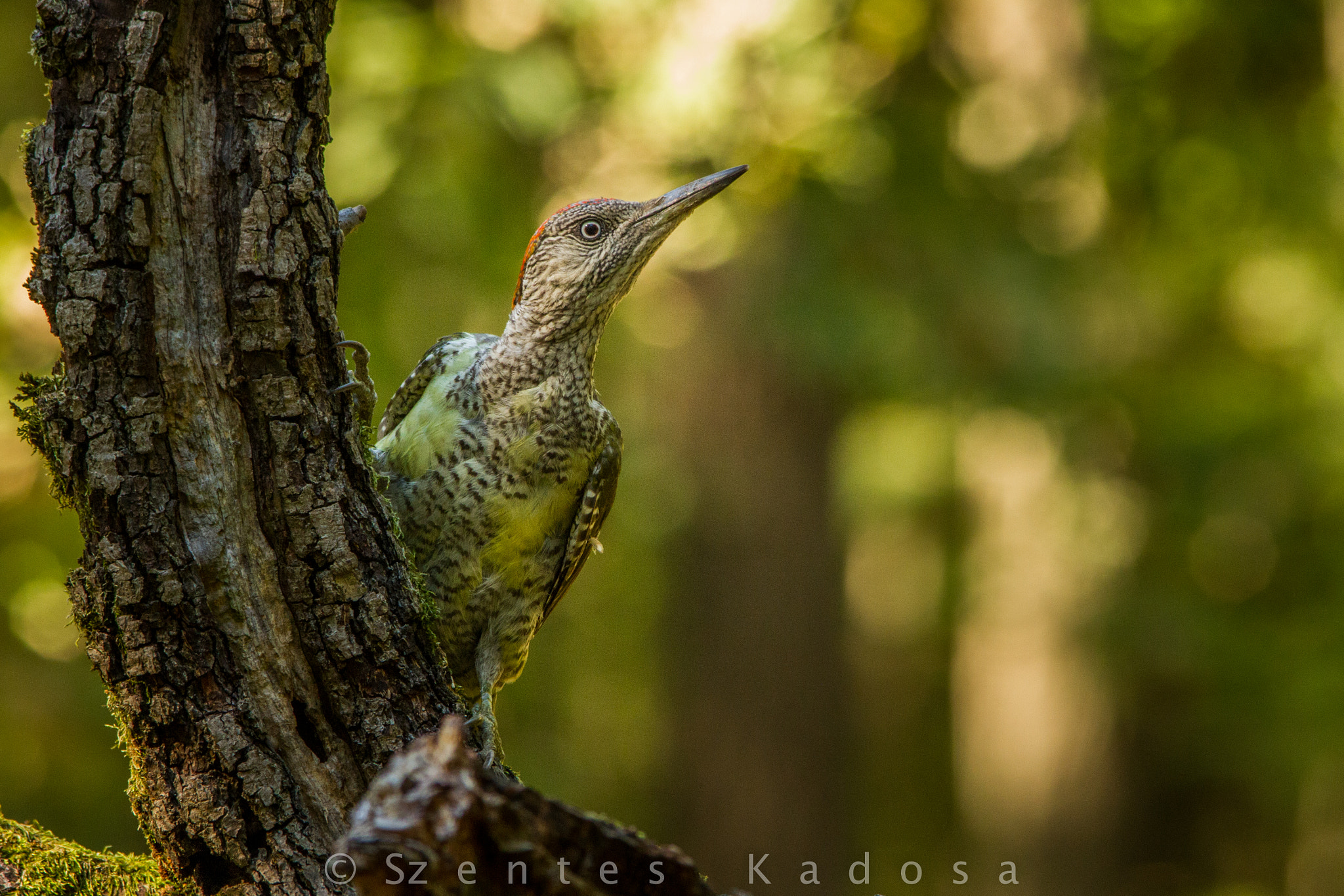 Canon EOS 7D sample photo. Green woodpecker (picus viridis) photography