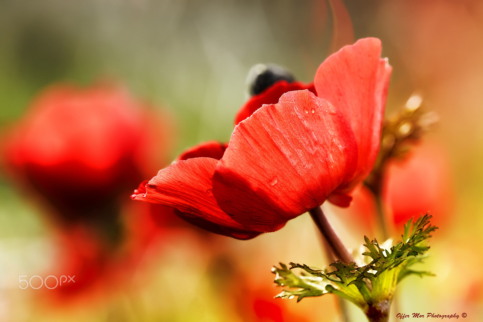 Canon EF 100mm F2.8 Macro USM sample photo. Red red wine photography