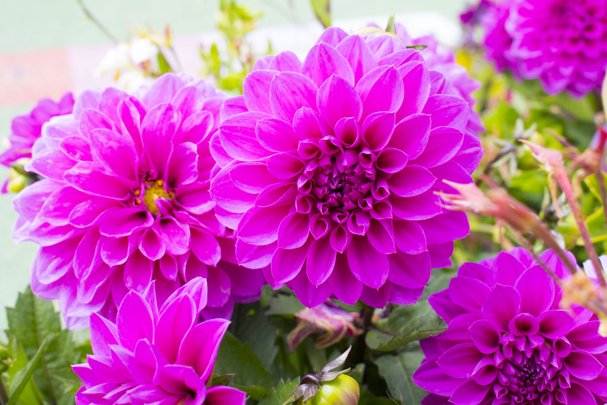 Canon EOS 760D (EOS Rebel T6s / EOS 8000D) sample photo. #flower photography