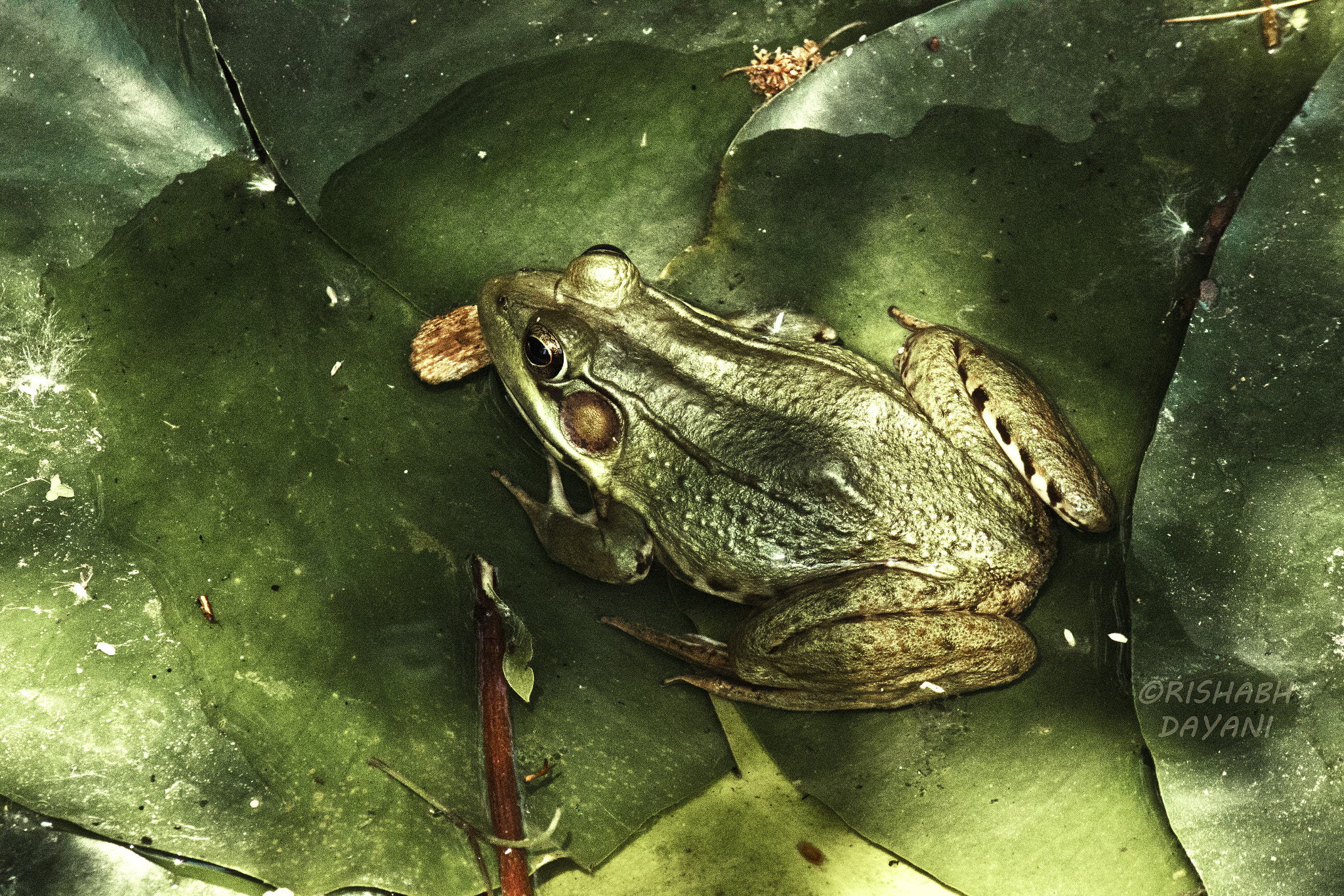 Canon EOS 550D (EOS Rebel T2i / EOS Kiss X4) sample photo. Frog photography