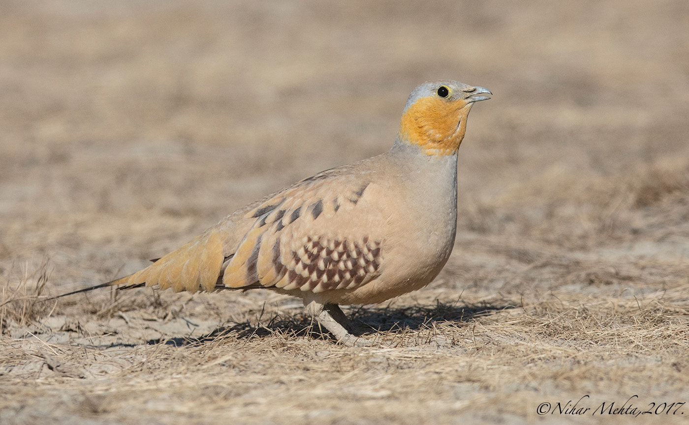 Canon EOS 5DS R + Canon EF 400mm F2.8L IS II USM sample photo. Spotted sandgrouse. photography