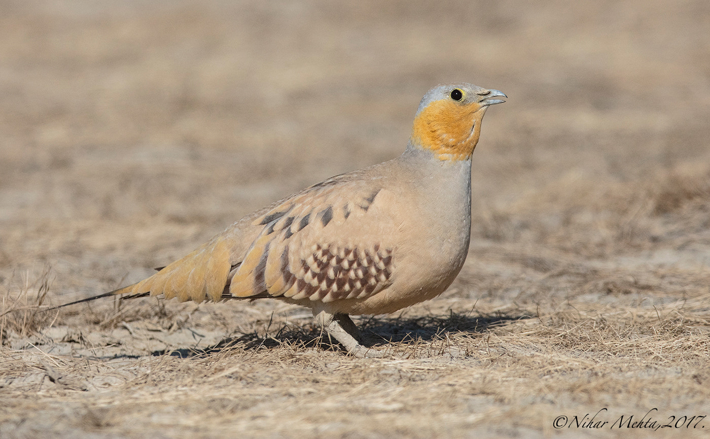 Canon EF 400mm F2.8L IS II USM sample photo. Spotted sandgrouse. photography