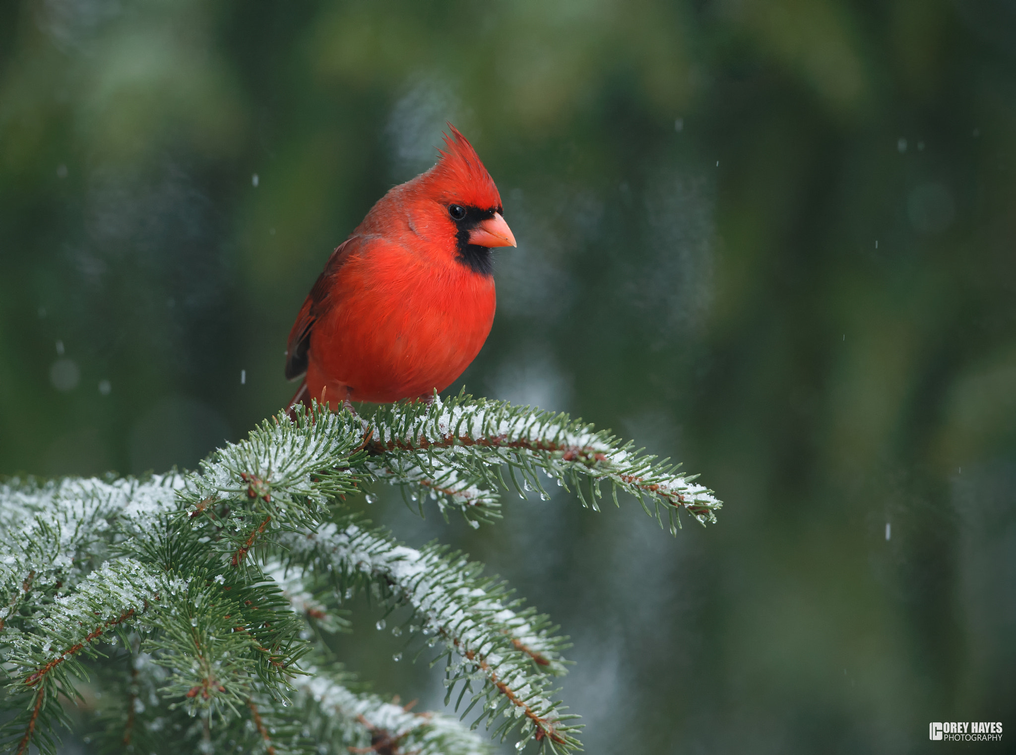 Canon EOS-1D X + Canon EF 500mm F4L IS USM sample photo. Cardinal photography