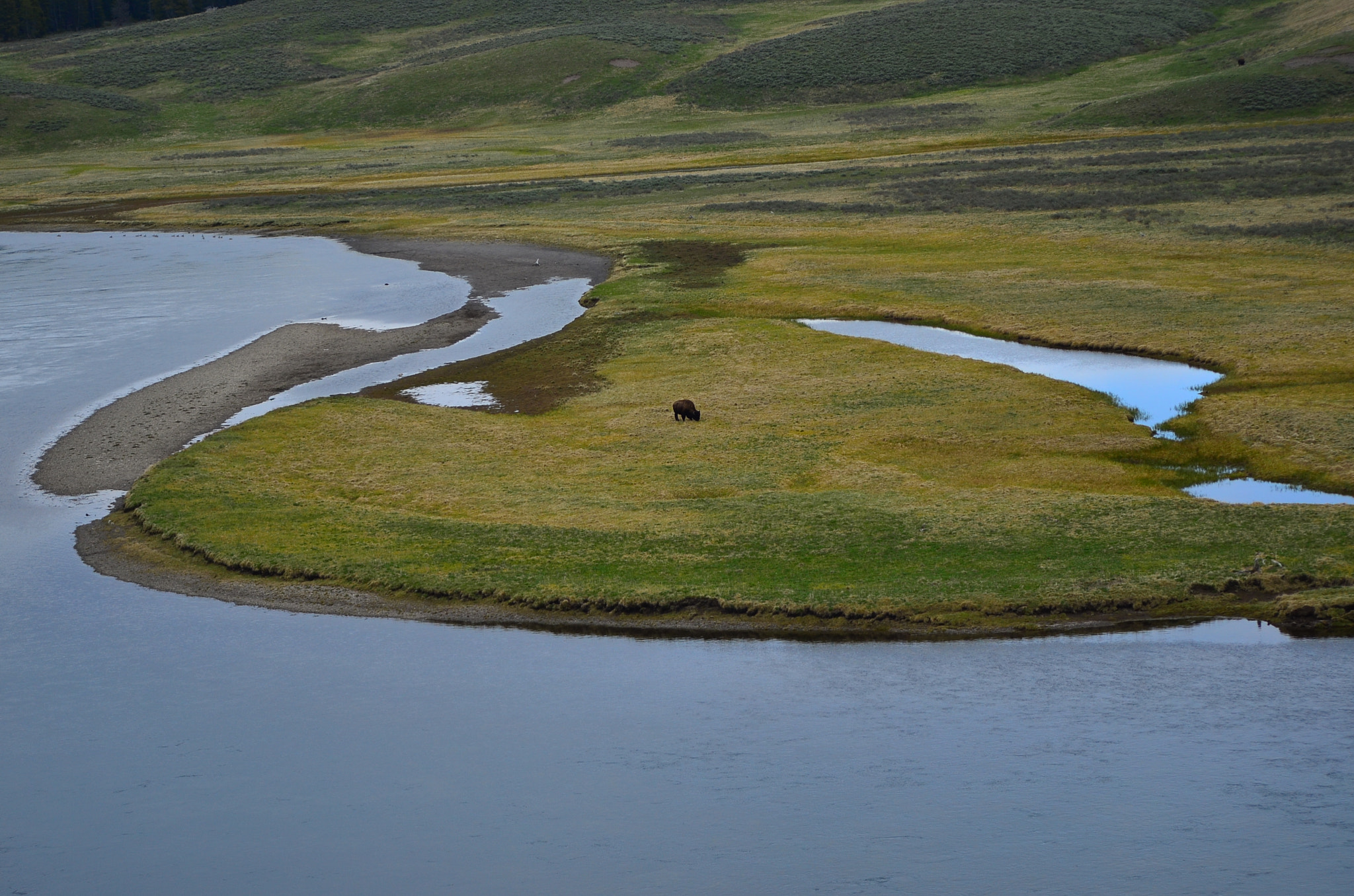 AF Nikkor 70-210mm f/4-5.6D sample photo. Bison photography