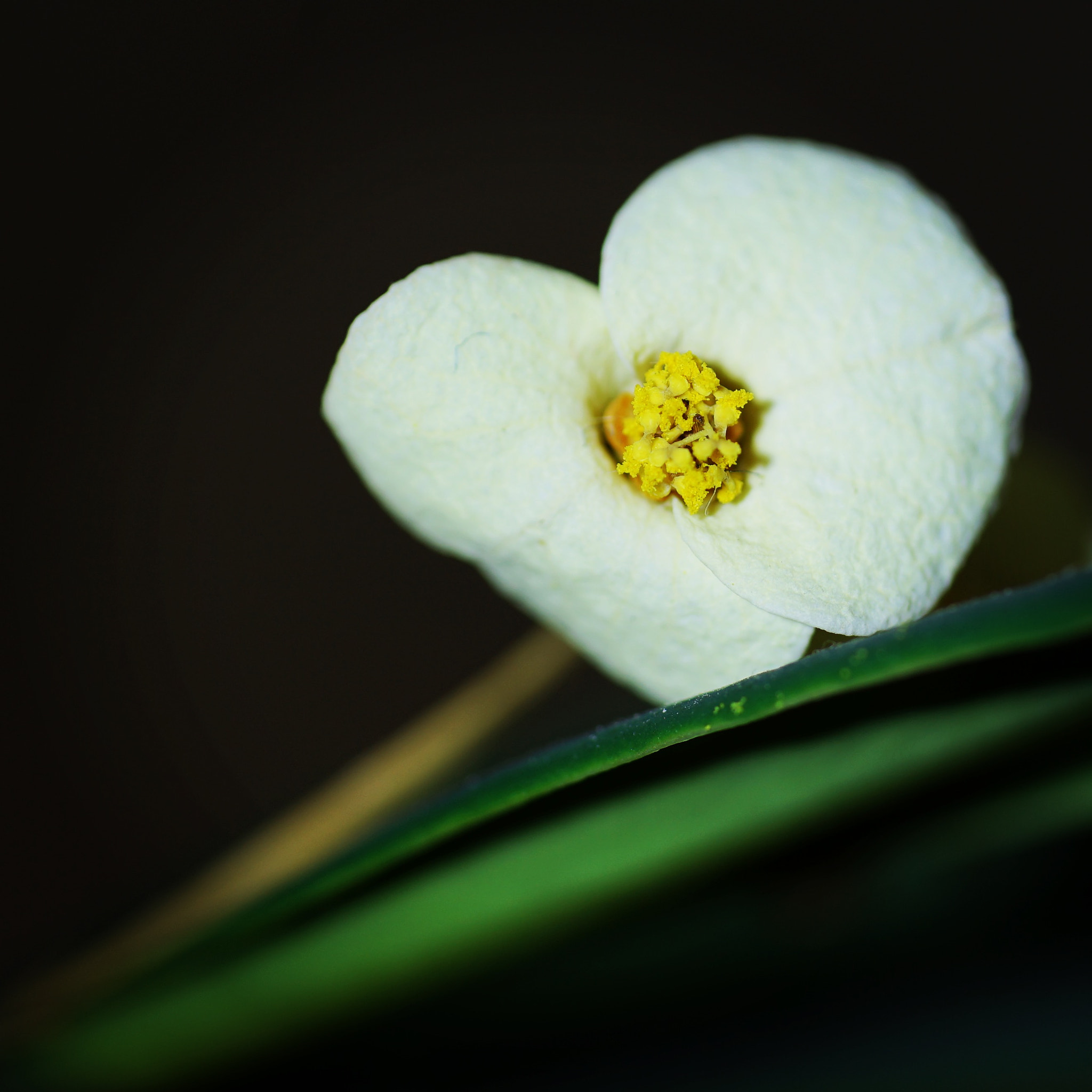 Sony a7 II + Sony FE 90mm F2.8 Macro G OSS sample photo. #macro photography