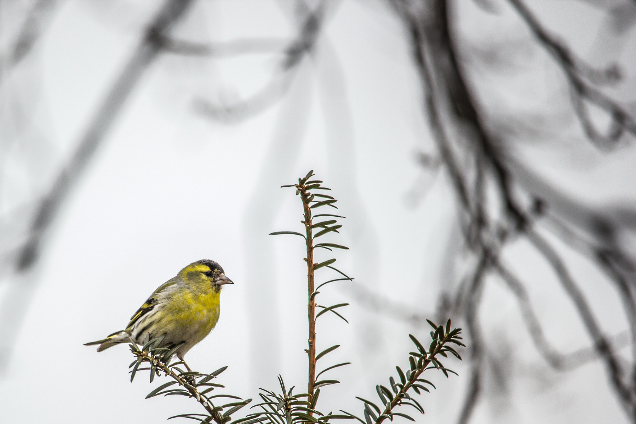 Canon EF-S 55-250mm F4-5.6 IS STM sample photo. Serin finch on a branch photography