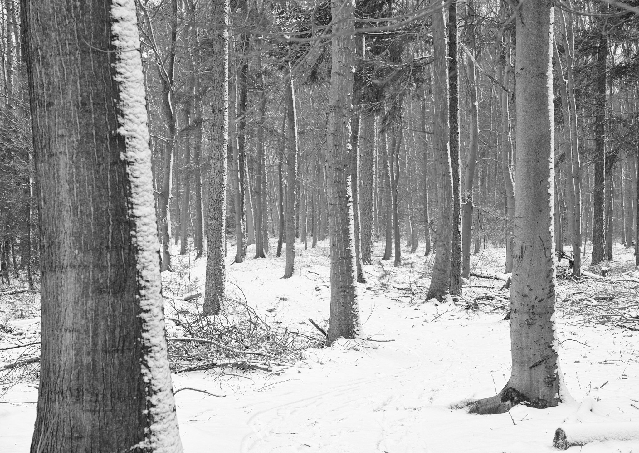 Nikon AF-S Micro-Nikkor 60mm F2.8G ED sample photo. Trees and snow photography
