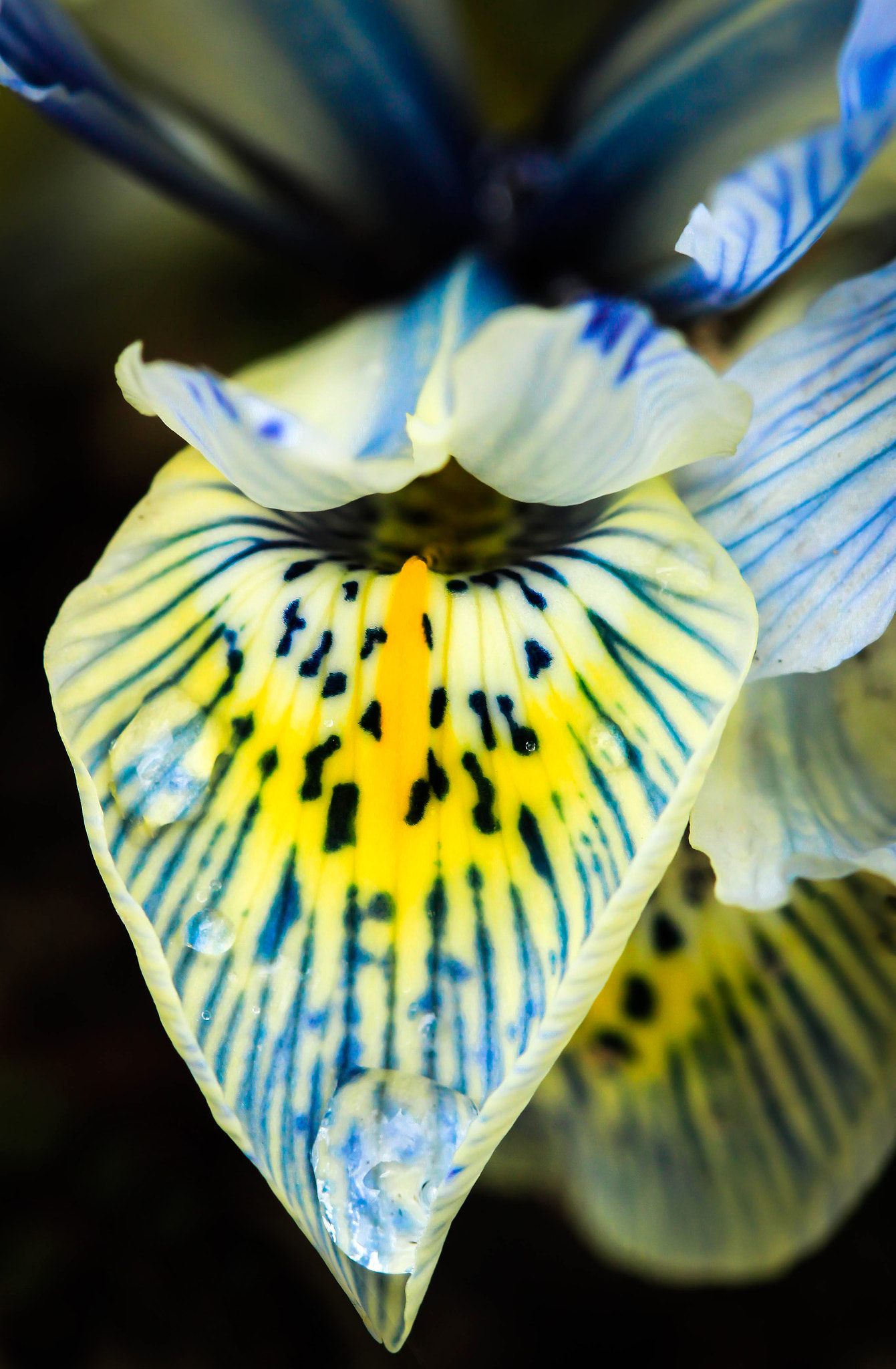 Canon EF 100mm F2.8 Macro USM sample photo. Iris photography