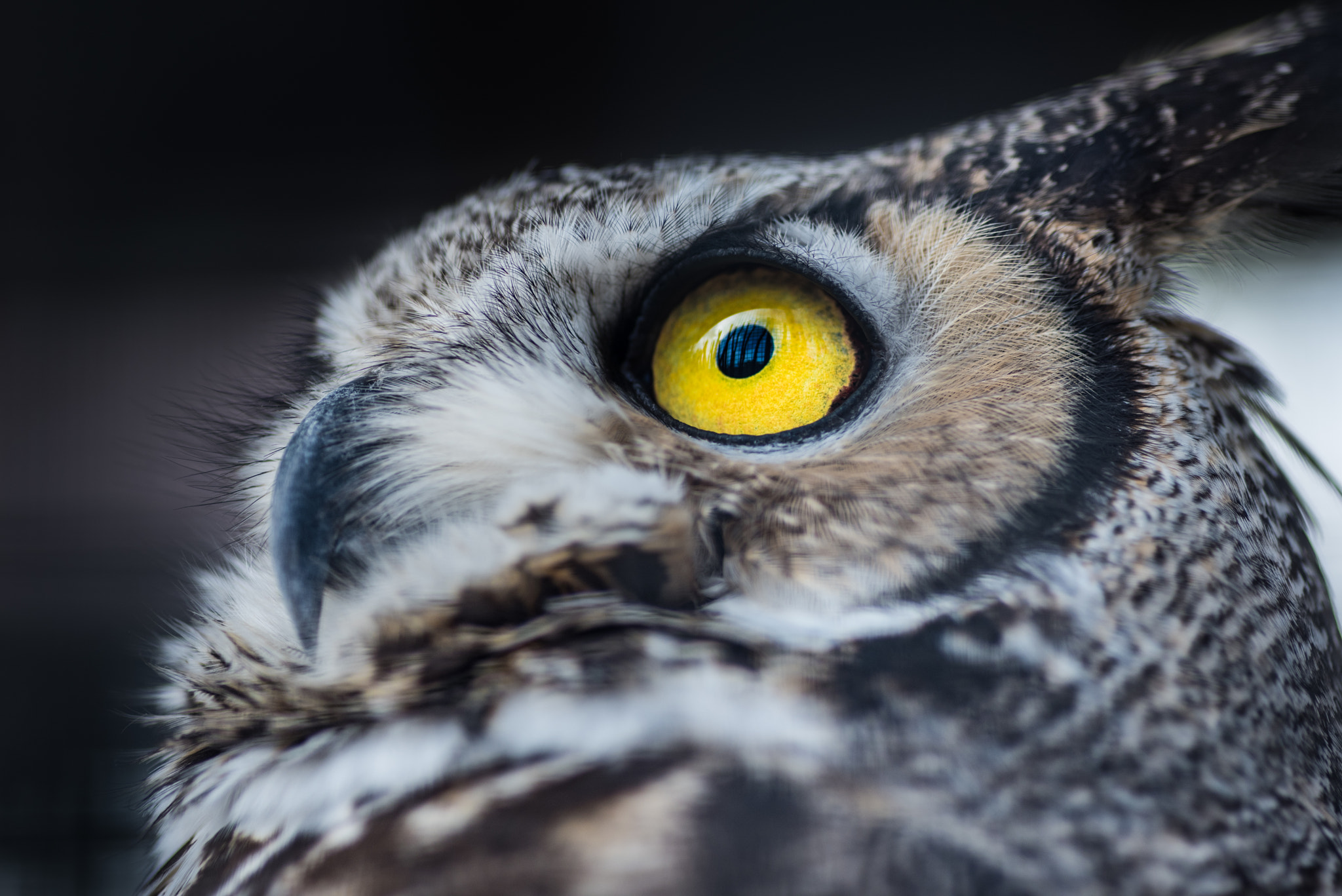 Nikon D810 + Tokina AT-X Pro 100mm F2.8 Macro sample photo. Owl reflecting photography