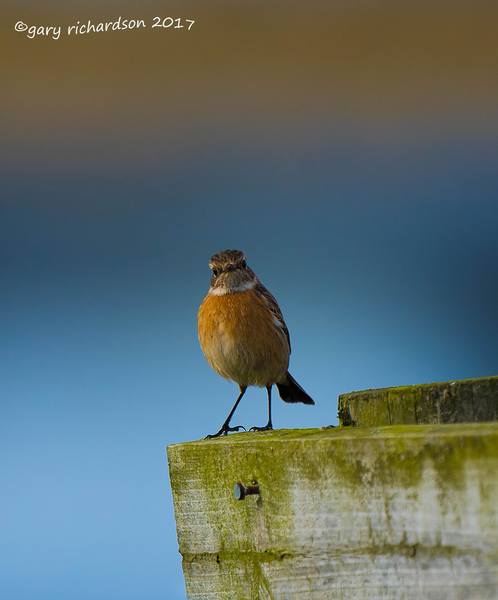 Nikon D810 + Nikon AF-S Nikkor 500mm F4G ED VR sample photo. Stonechat () photography