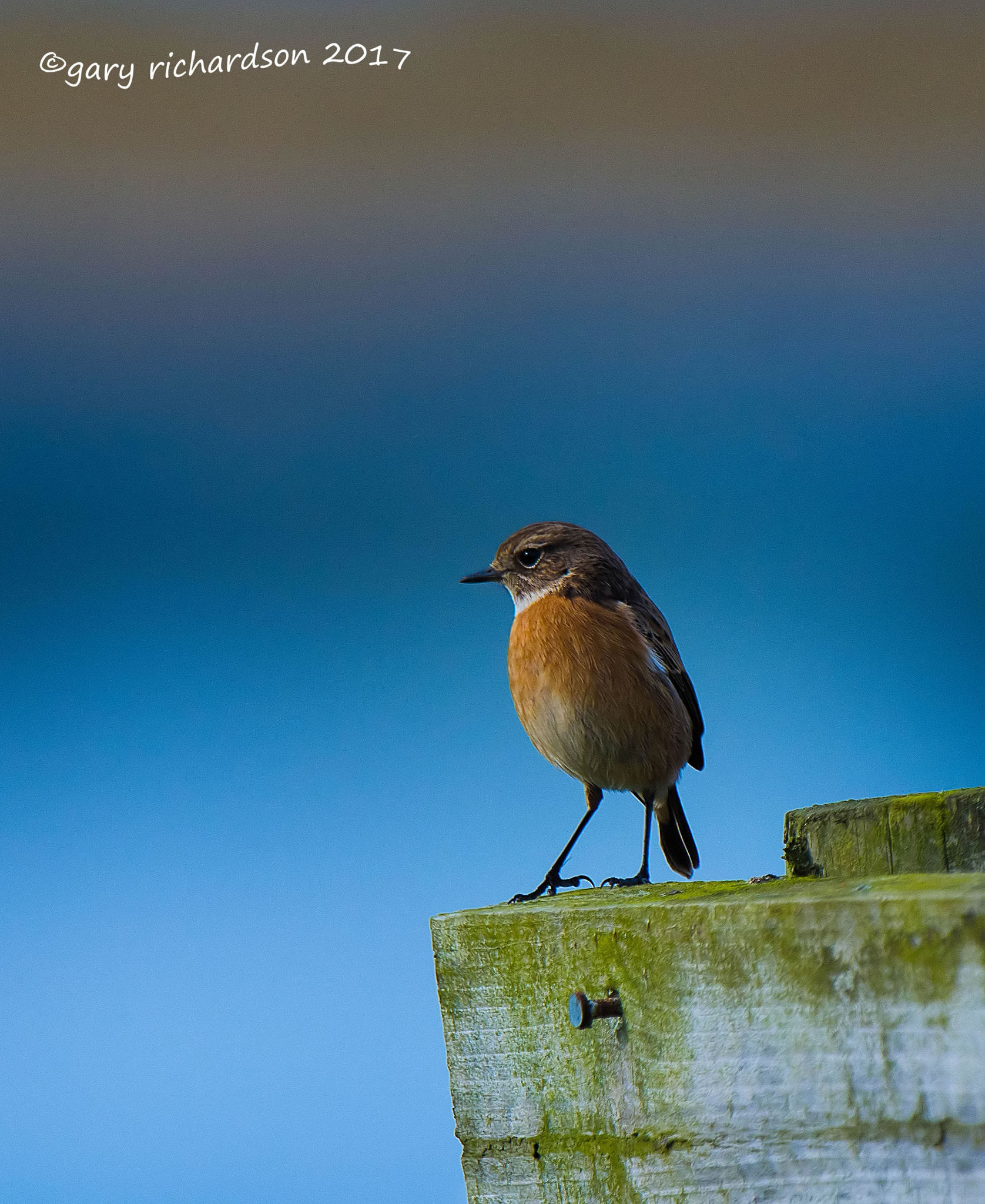 Nikon D810 + Nikon AF-S Nikkor 500mm F4G ED VR sample photo. Stonechat () photography