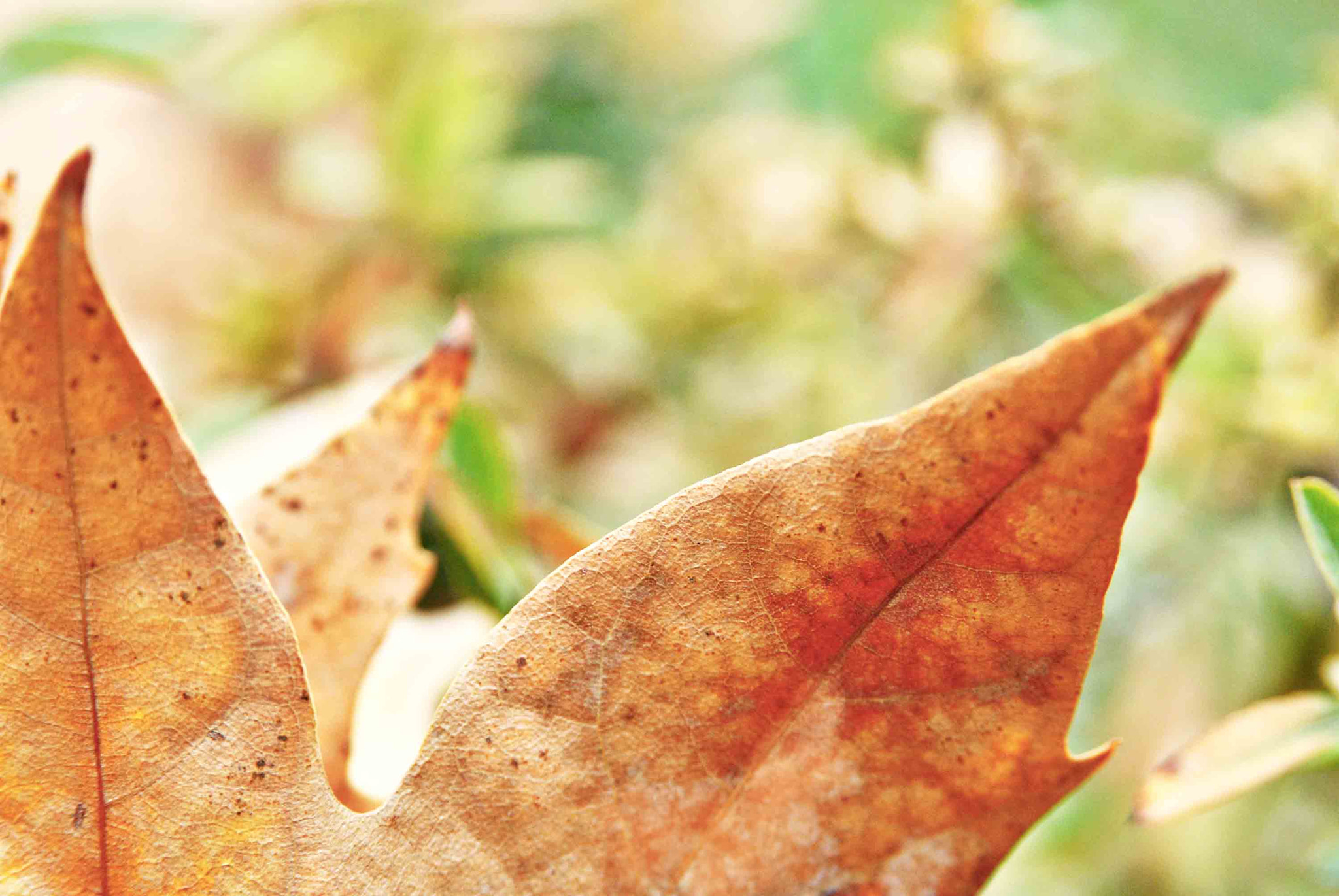 AF Zoom-Nikkor 28-105mm f/3.5-4.5D IF sample photo