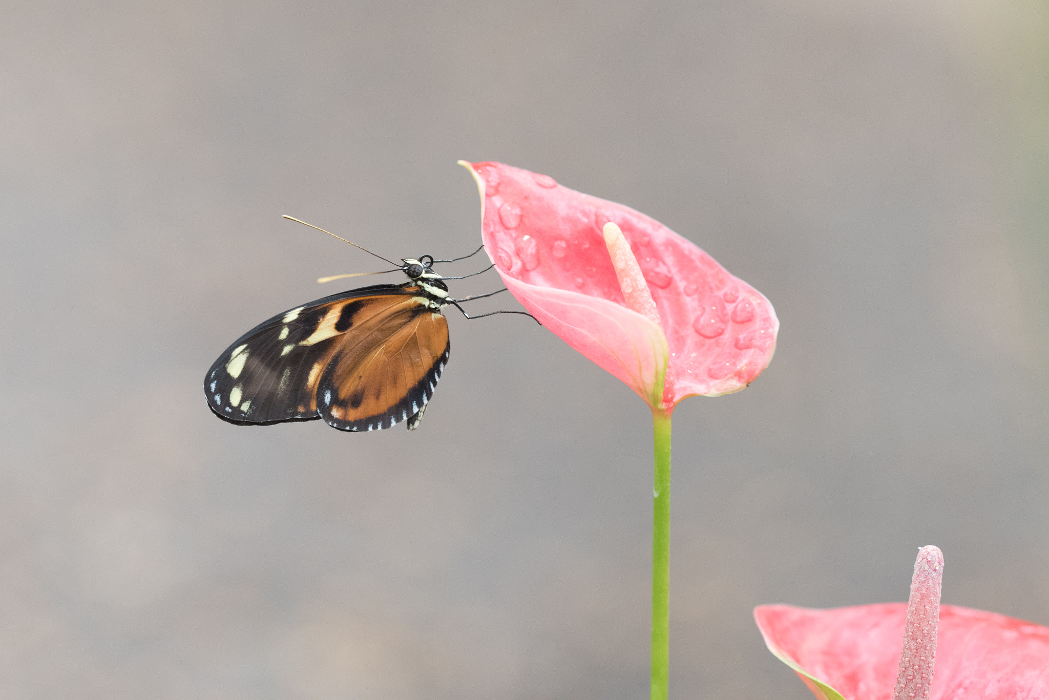 Nikon D750 + Sigma 150mm F2.8 EX DG OS Macro HSM sample photo. Butterfly and arum flower photography