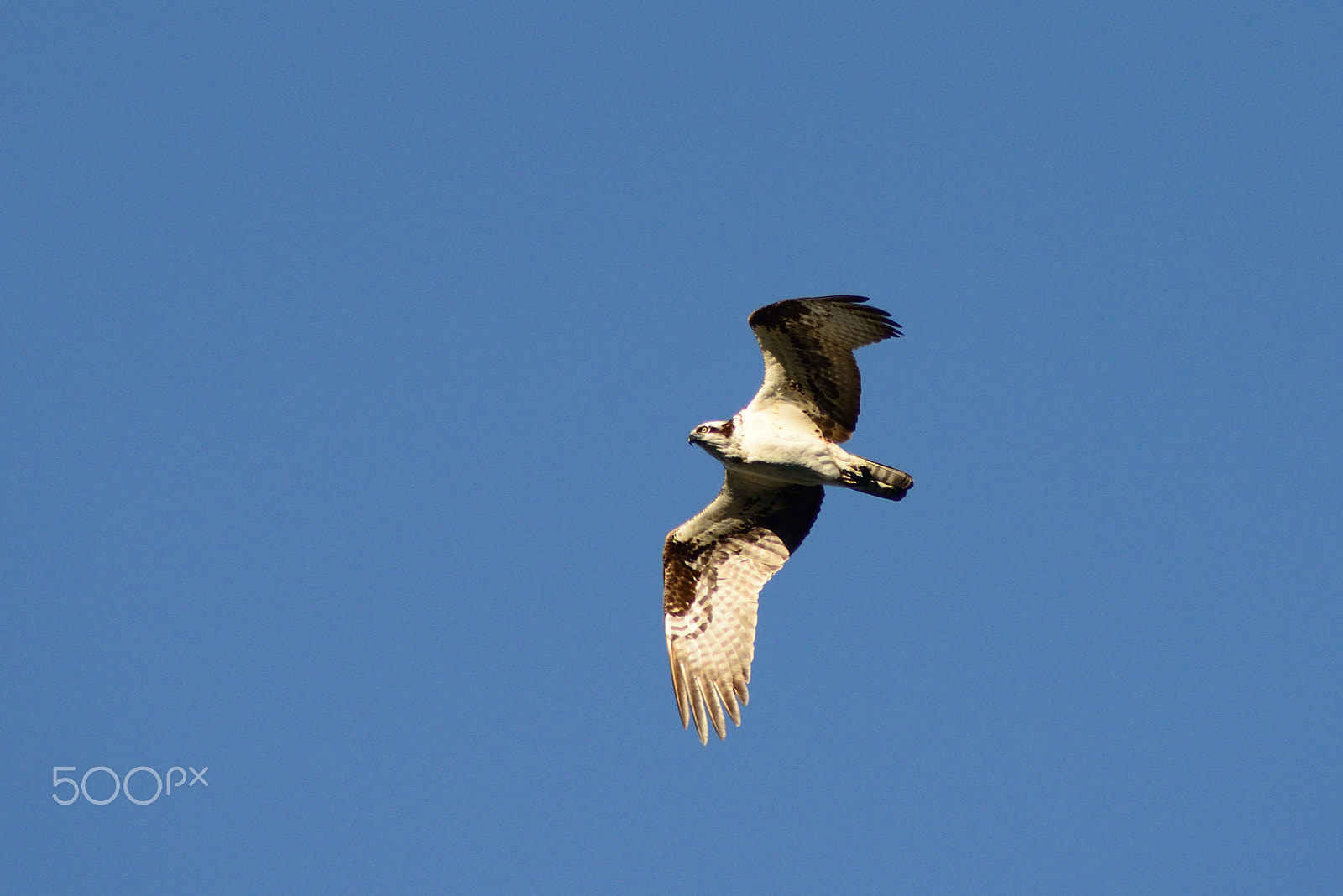 Nikon D800E sample photo. Osprey at frenchman lake photography