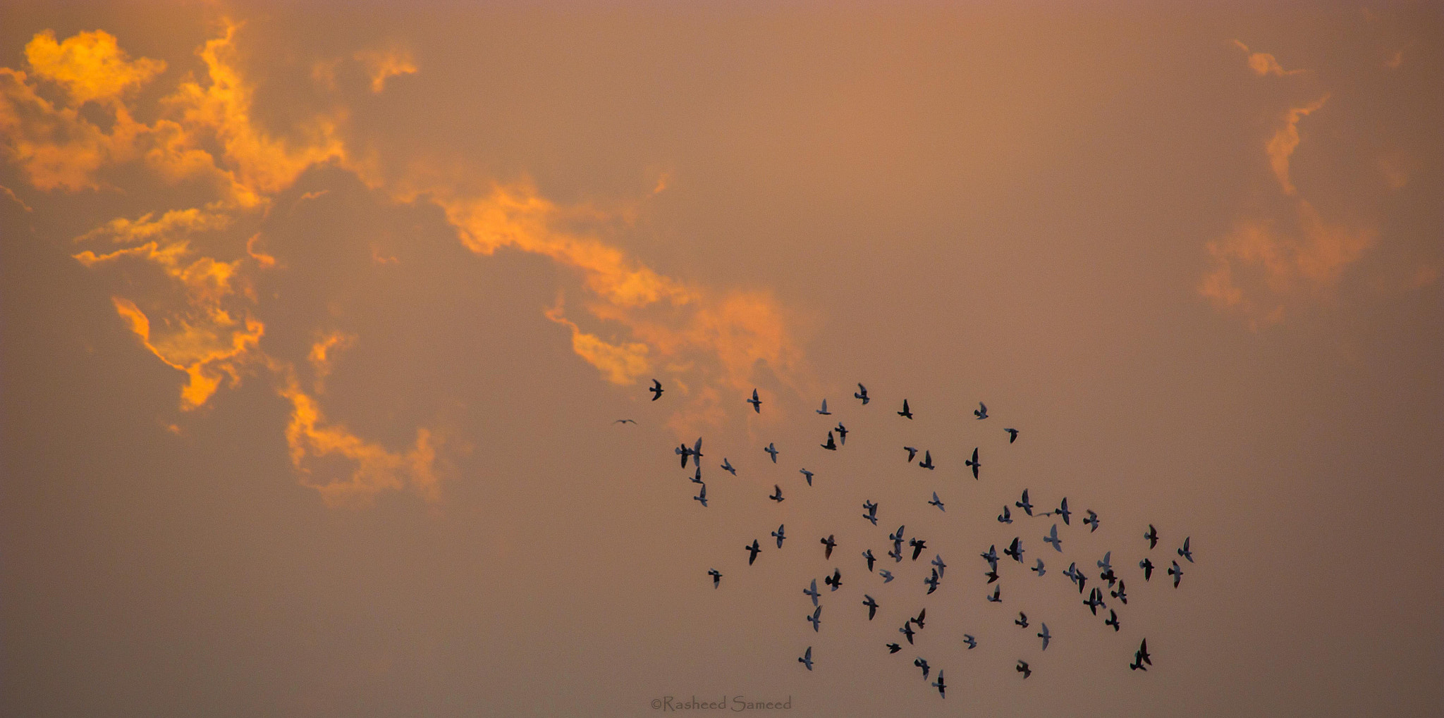 Canon EF-S 55-250mm F4-5.6 IS STM sample photo. Birds of sunset i photography