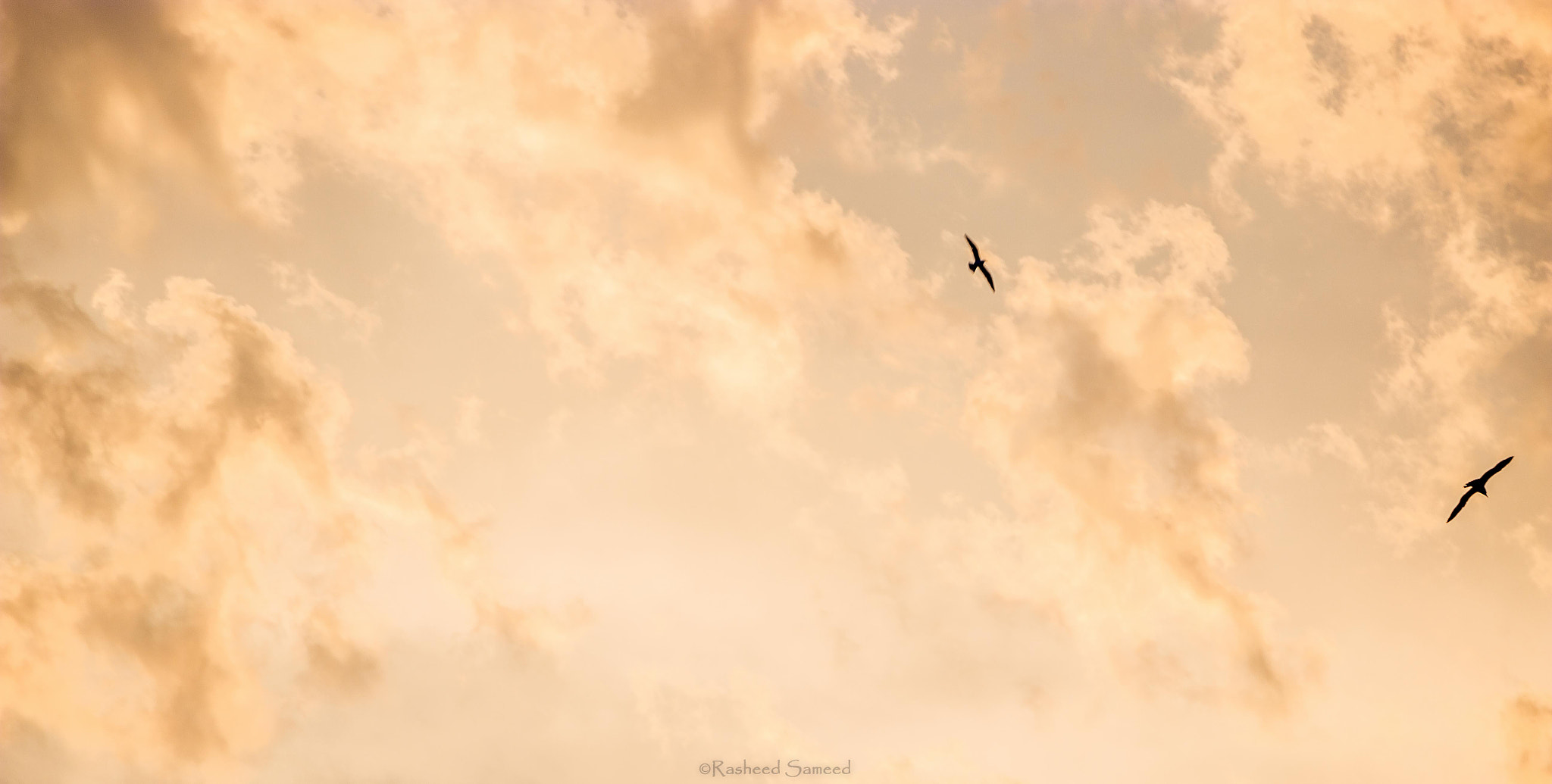 Canon EF-S 55-250mm F4-5.6 IS STM sample photo. Birds of sunset ii photography