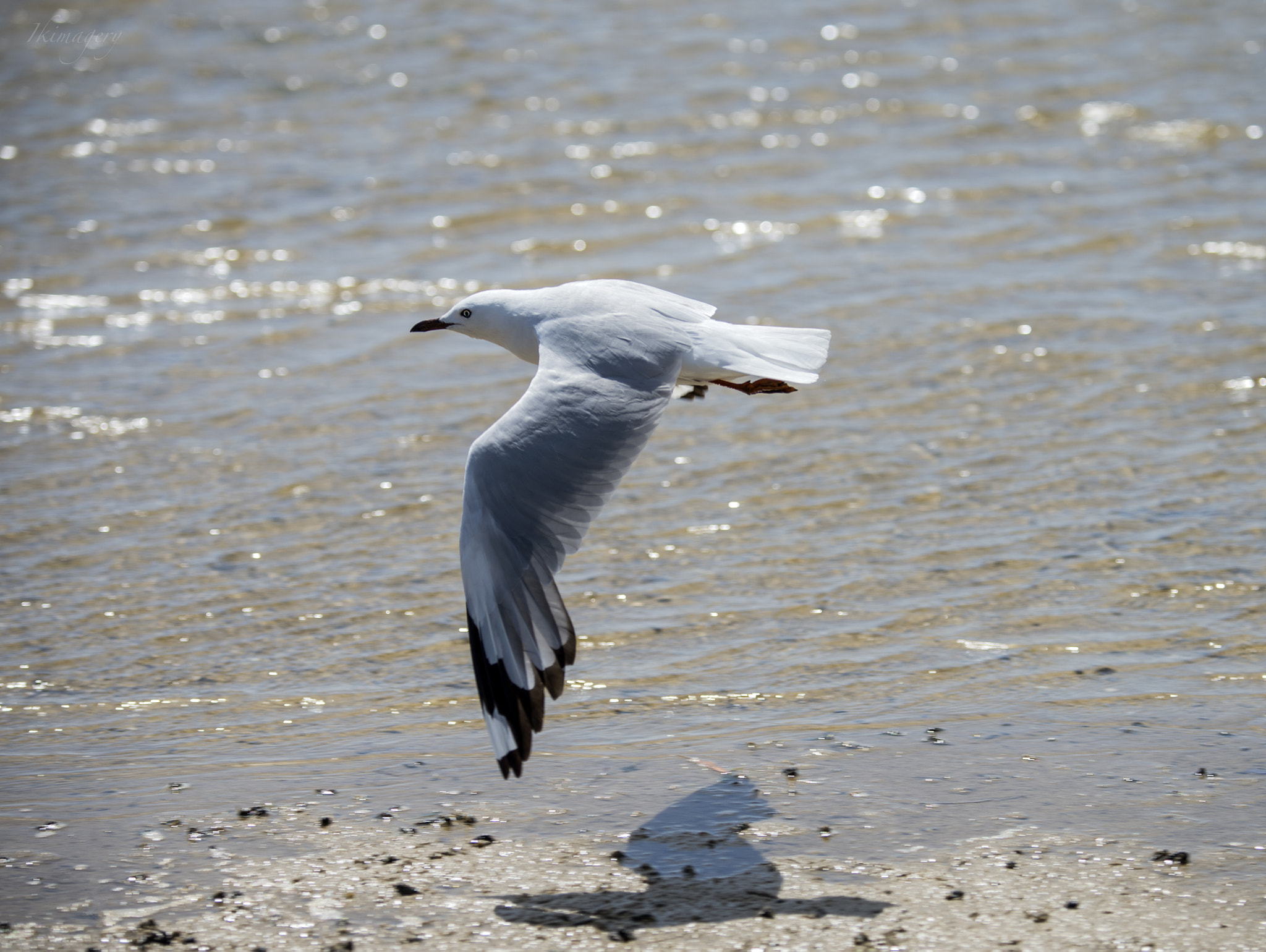 Nikon D4 sample photo. Seabird baby silver gull photography