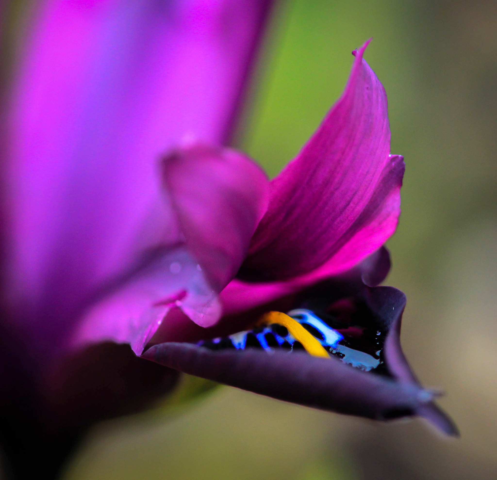 Canon EF 100mm F2.8 Macro USM sample photo. Iris photography