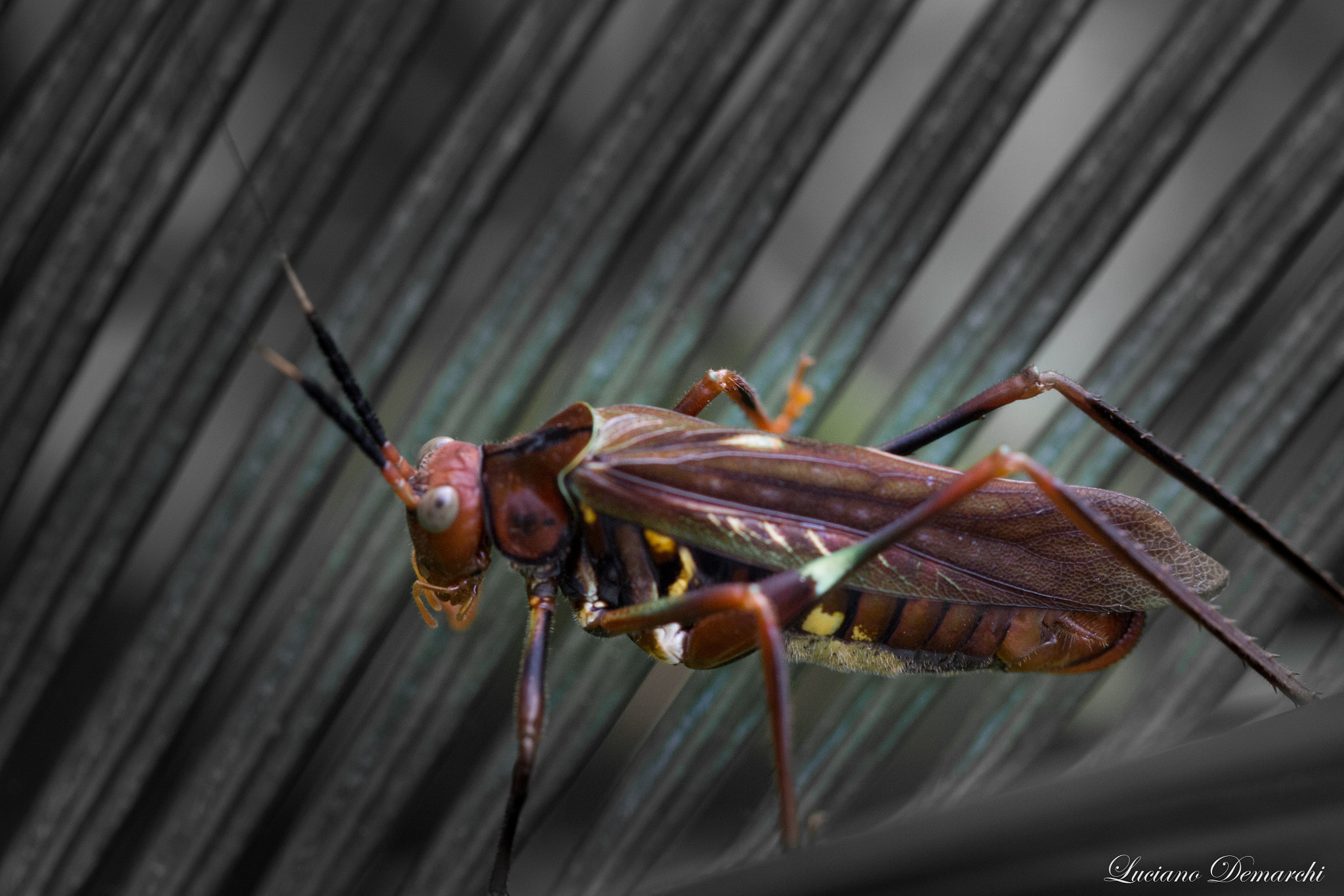 Canon EF 100mm F2.8 Macro USM sample photo. Grilo photography