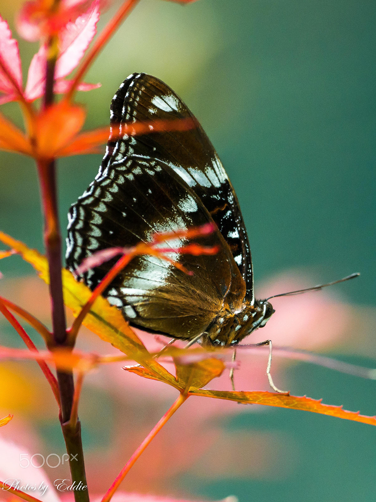 Olympus OM-D E-M1 Mark II + OLYMPUS M.300mm F4.0 sample photo. Butterfly photography