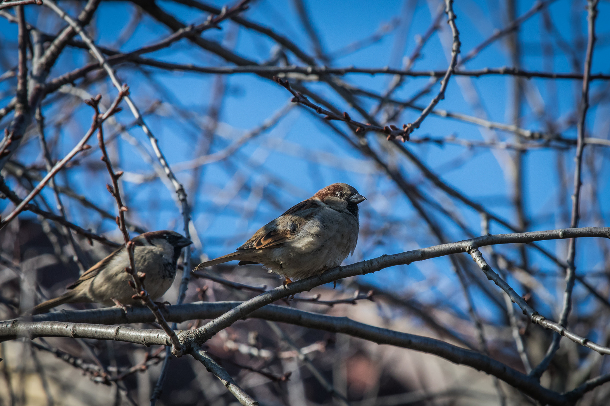 Canon EOS 80D + Canon EF 70-200mm F4L IS USM sample photo. Sparrow photography