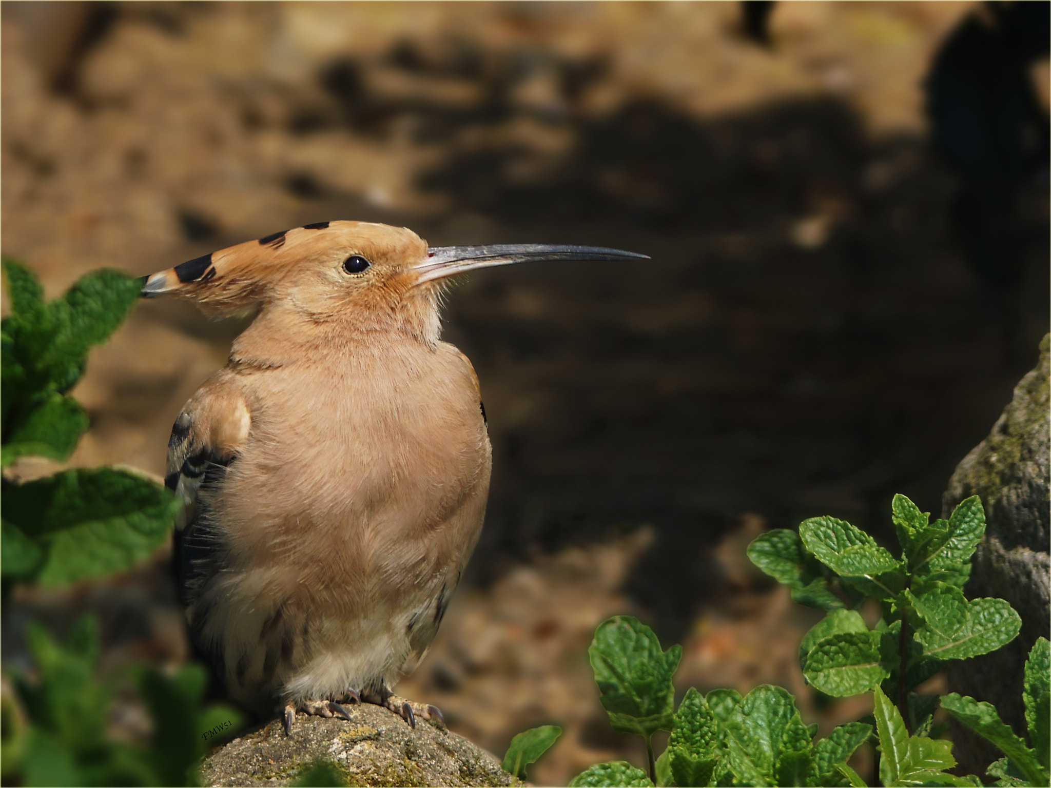 Sony ILCA-77M2 sample photo. Hoopoe portrait photography