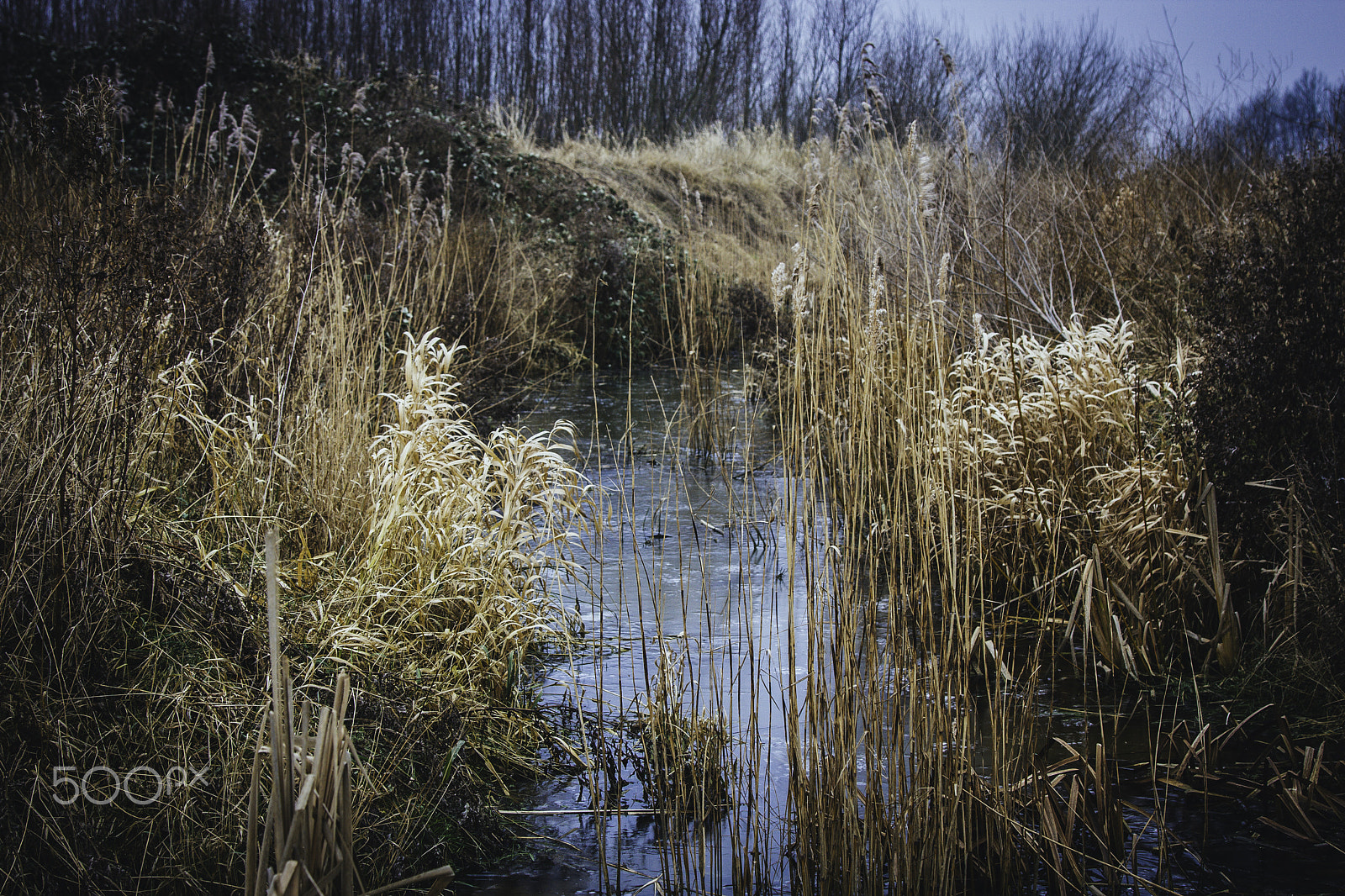Canon EOS 40D + Canon EF 24-105mm F4L IS USM sample photo. Winter in holland photography