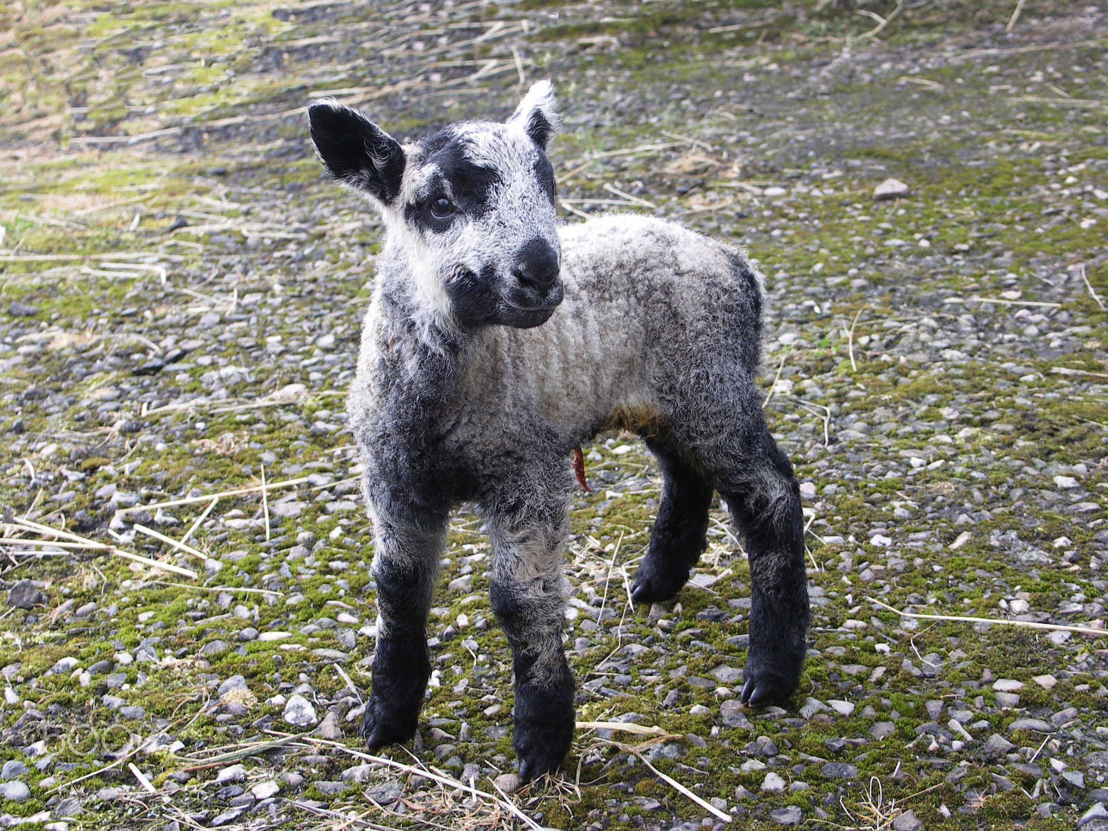 KONICA MINOLTA DiMAGE A200 sample photo. Lamb photography