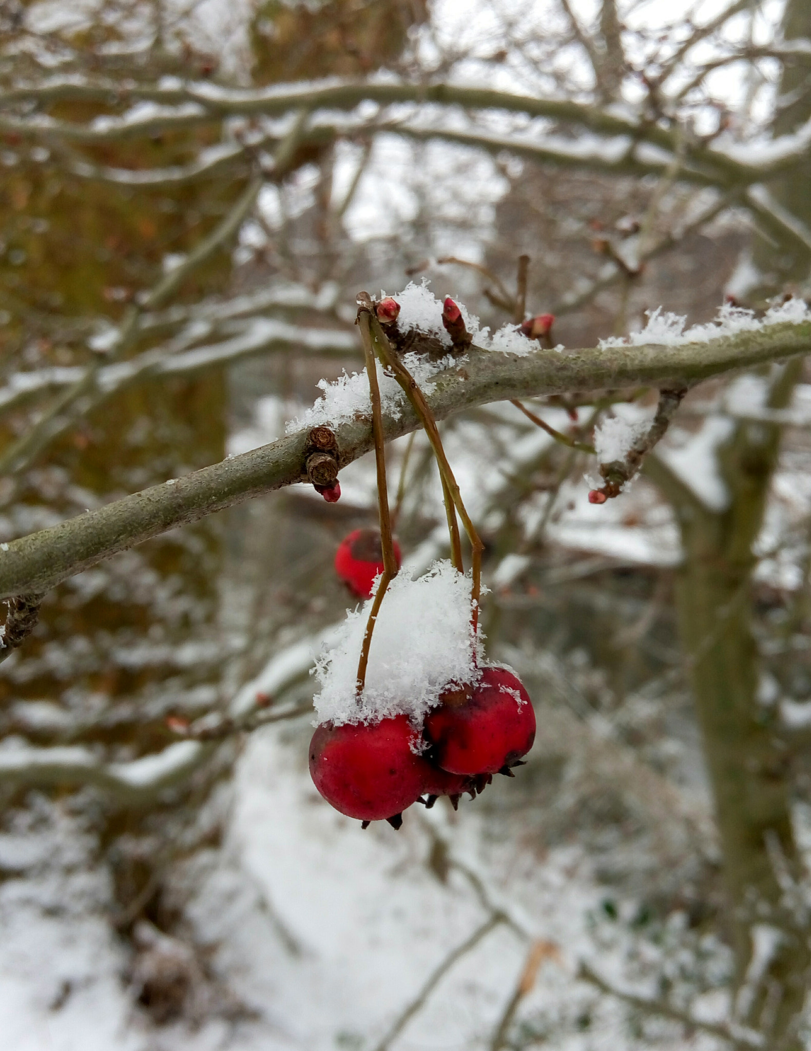 Meizu m1 note sample photo. Fruit and snow photography