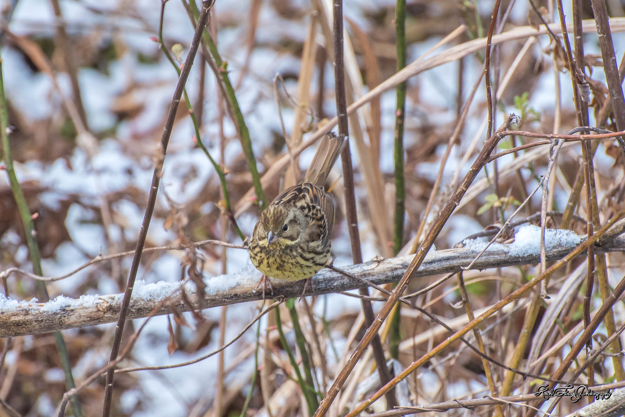 Nikon D810 sample photo. Is not it cold? photography