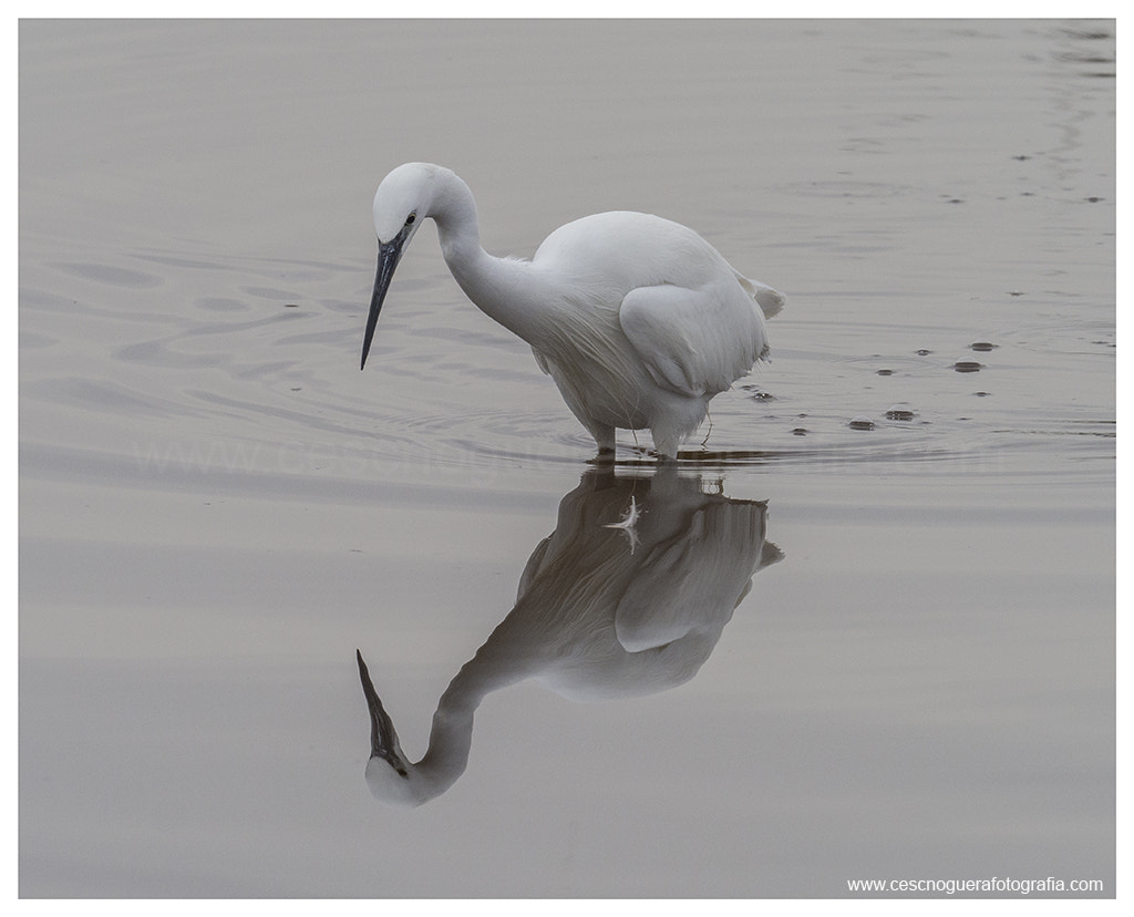 M.300mm F4.0 + MC-14 sample photo. Reflexe de martinet blanc photography