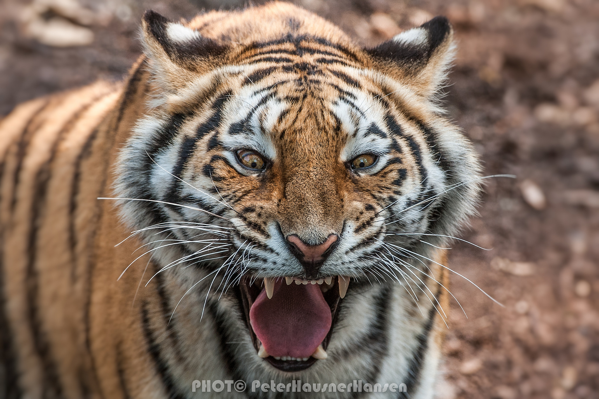 Nikon D3 sample photo. Amur-tiger photography